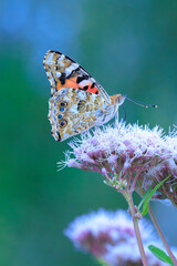 Painted Lady butterfly, Vanessa Cardui, feeding