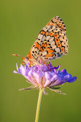 Glanville fritillary, melitaea cinxia, butterfly mating in a meadow