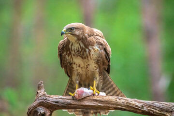 Common buzzard, Buteo Buteo, bird of prey perched