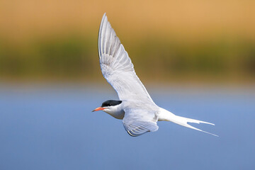 Common Tern, Sterna hirundo, hunting