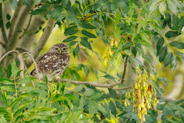 Closeup portrait Little owl, Athene noctua, perched in a tree while hunting
