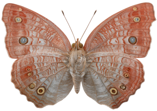 Detailed close-up of a light peach-toned butterfly with intricate, patterned wings