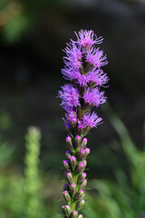 Liatris spicata is a herbaceous bulbous plant, a species of the genus Liatris of the Asteraceae family