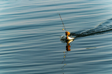A fisherman is fishing. He pulls a white fish out of a feeder with hooks. It's a crucian carp, a white fish.