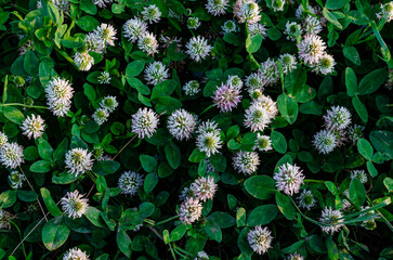 carpet of blooming clover. background