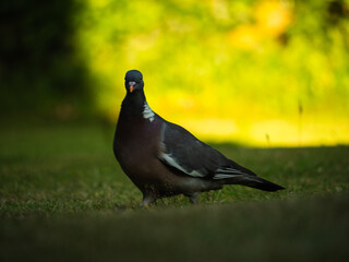 English pigeon small wildlife bird on lawn in warm sunshine