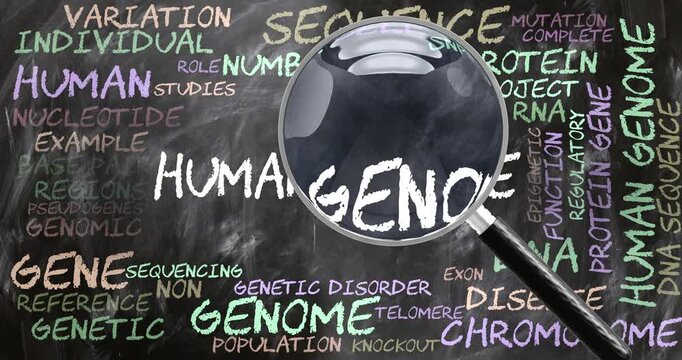 Human Genome being studied, examined - under close inspection. Most important subjects and ideas closely related to human genome written on a blackboard inspected by a magnifying glass. Can be looped