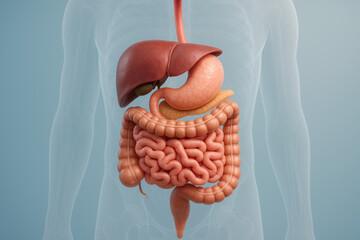 Human Digestive System Illustration - Esophagus, Liver, Stomach, Intestines [Illustration]