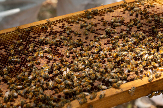 ABEJAS
