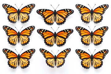 Obraz premium Collection of Monarch Butterflies with Orange and Black Wings
