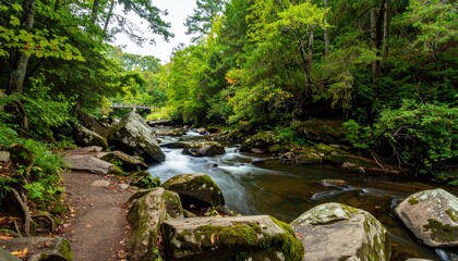 Naklejka premium Forest stream meandering through rocks. Lush greenery surrounds a path