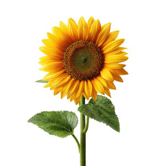 Obraz premium Close-up of a vibrant sunflower with bright yellow petals and a dark brown center, set against a black background. Healthy, green leaves are visible at the stem's base