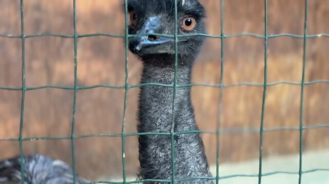 Close-up of emu behind fence looking directly at camera