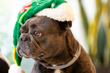 french bulldog dog wearing a santa claus hat at christmas