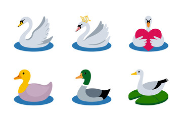 Cartoon swan and duck illustration with water bird design, nature wildlife and lake animal graphics, aquatic character and pond art, feather vector set