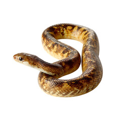 Obraz premium A Stunning Specimen: The Yellow-Spotted Python in All Its Glory Isolated on transparent background, cutout 