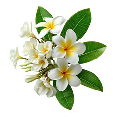Obraz premium A cluster of plumeria blossoms in full bloom, with vibrant green leaves