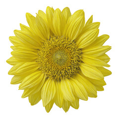 Fototapeta premium Close-up of a vibrant yellow sunflower, petals radiating outward from a central disc