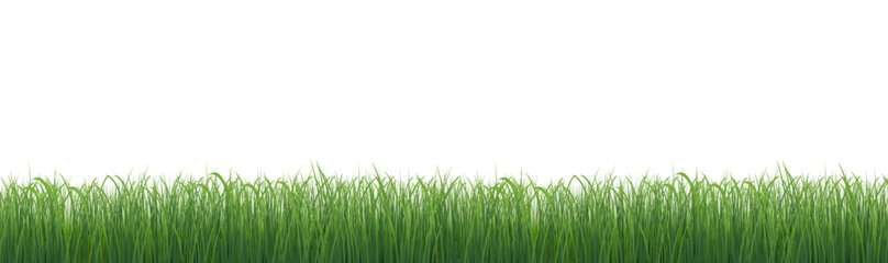 Green Grass Panorama Isolated White Background