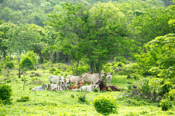 Cuautitl&aacute;n de Garc&iacute;a Barrag&aacute;n