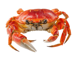 Close-up of a vibrant red crab