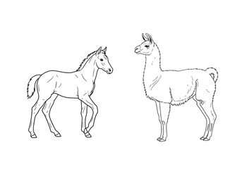 Fototapeta premium Outlines of a foal walking and a llama standing side by side in a simple presentation style