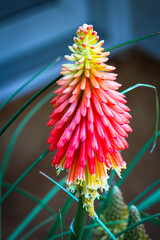 red and yellow flower