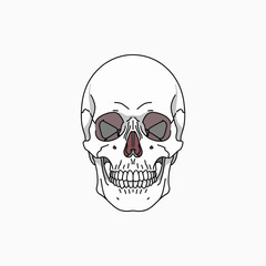 Fototapeta premium Anatomical Frontal View of a Human Skull with Detailed Features