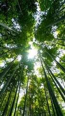 Lush bamboo forest canopy