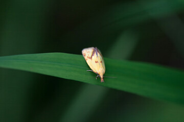 The moth Agapeta hamana