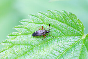 The plant bug Closterotomus biclavatus