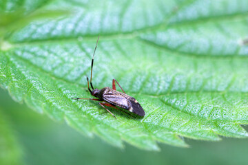 The plant bug Closterotomus biclavatus
