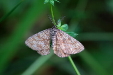 A common heath, Ematurga atomaria, on a plant
