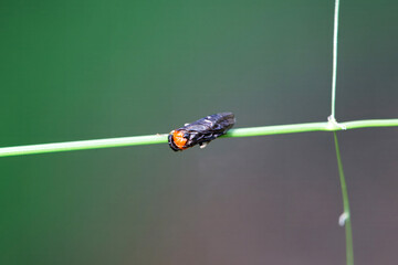 The common sawfly Eutomostethus ephippium