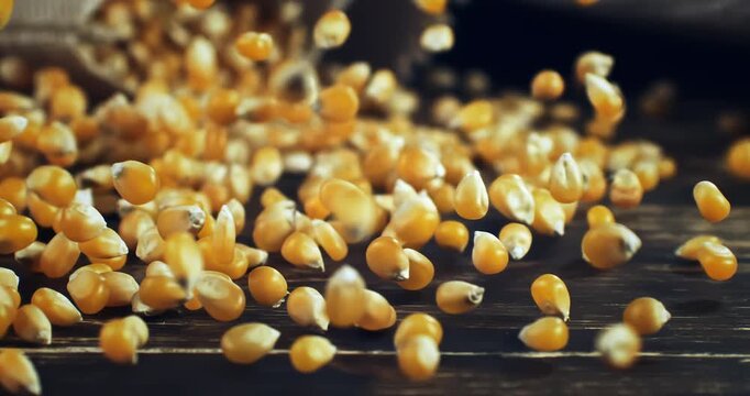 Super slow motion close-up of raw corn kernels and maize grains falling onto a rustic wooden table. High speed macro footage at 1000fps showing texture, golden color and dynamic movement