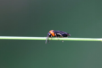 The common sawfly Eutomostethus ephippium