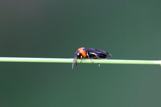 The common sawfly Eutomostethus ephippium