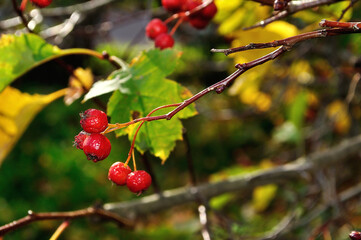 Autumn background with red hawthorn berries - in Latin Crataegus - among the yellowed leaves - focus at the central berries, shallow depth of field