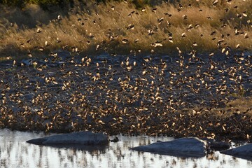 Blutschnabelweber (quelea quelea) am Moringa Wasserloch im Etoscha Nationalpark