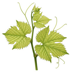 Fototapeta premium Green grapevine leaves and tendrils isolated on transparent background