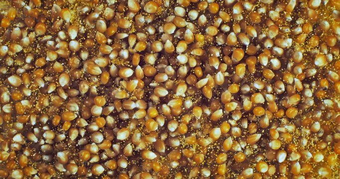 Raw corn kernels trembling and moving rhythmically on corn flour. High speed slow motion shot, top down view, textured food surface.