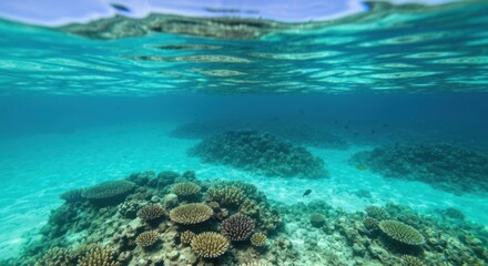 Fototapeta premium Underwater coral reef scene. Turquoise water, sunlit coral formations, and marine life are visible