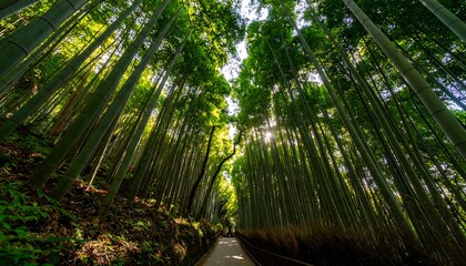 Lush bamboo forest, sunlight filtering through