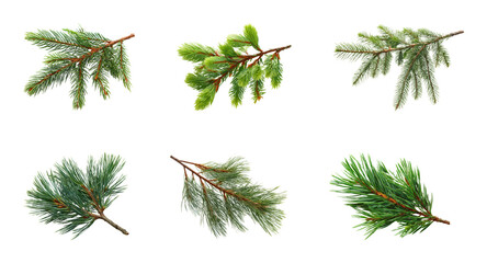 Pine branches display nature botanical PNG set, cut out, isolated on transparent background