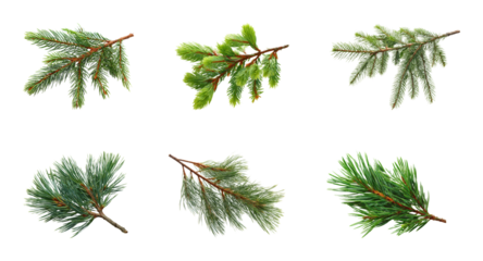 Pine branches display nature botanical PNG set, cut out, isolated on transparent background