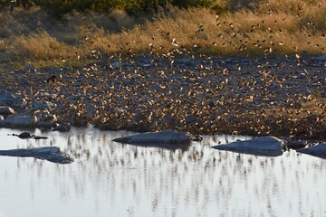 Blutschnabelweber (quelea quelea) am Moringa Wasserloch im Etoscha Nationalpark