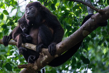Howler Monkey mother holding its baby before rainfall.