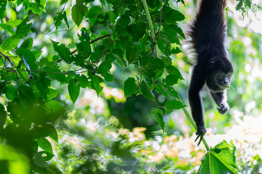 Howler monkey hanging out!