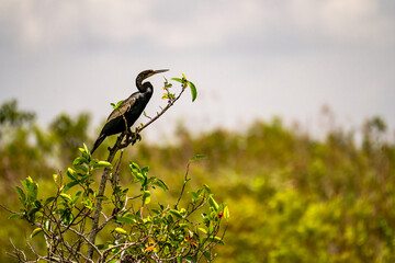 Anhinga Bird Perched on Tree Branch in Everglades National Park