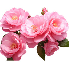 Foreground pink flowers beautify garden isolate on transparent backgrounds 3d illustrations png 